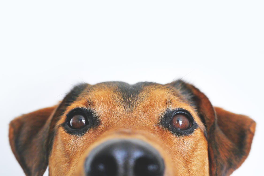 pets 13