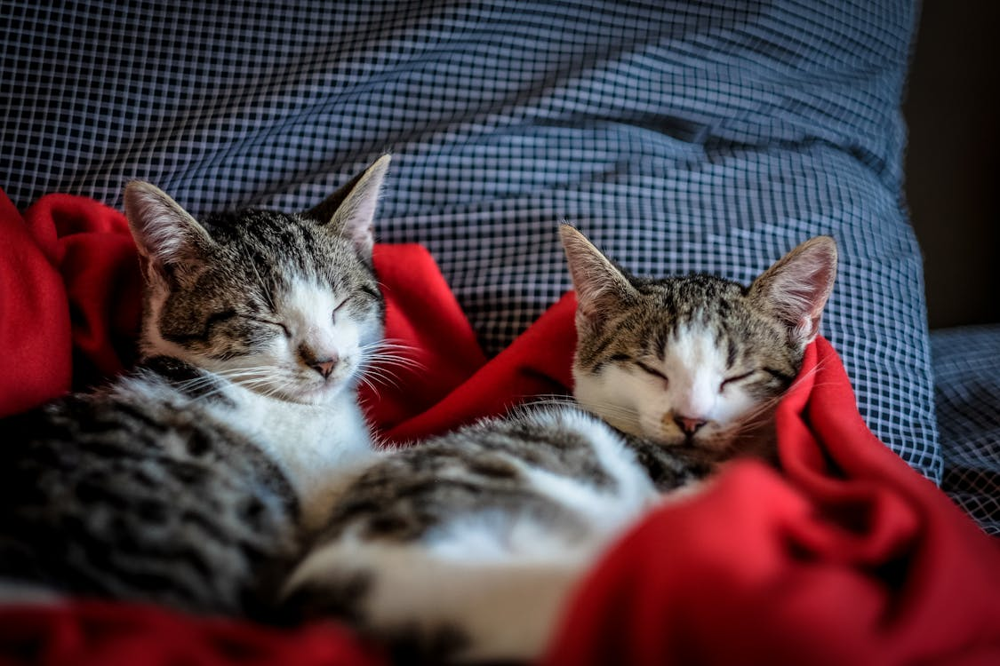 pets 19