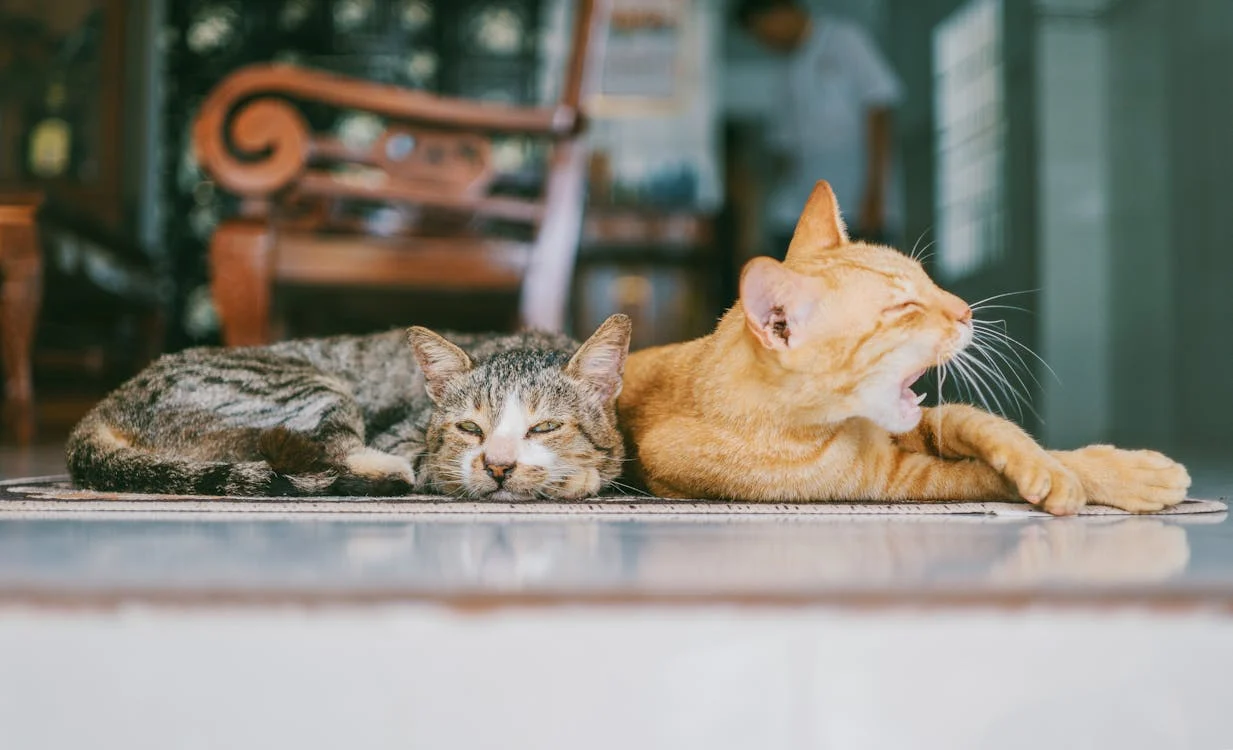 pets 21