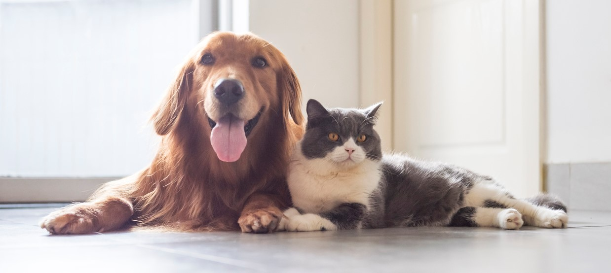 pets