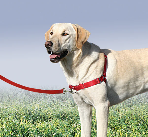 pets3
